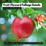 Pomegranate / Mathalam (Layered) (Punica granatum) Fruit Live Plant (Home & Garden)