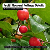 Luvikka / Lovlolika Loovy / Indian Coffee Plum (Flacourtia jangomas) Fruit/Ornamental Live Plant (Home & Garden)