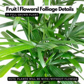 Raphis Palm / Lady Palm (Rhapis excelsa) Ornamental Live Plant (Home & Garden)