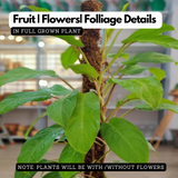 Philodendron Ceylon Green (Philodendron erubescens) Ornamental Live Plant (Home & Garden)