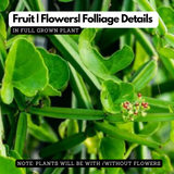 Changalamparanda ( Cissus Quadrangularis ) Medicinal Live Plant (Home & Garden)