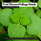 Panikoorka / Indian borage / Indian mint / Mexican mint / Mexican oregano / Spanish thyme (Coleus Aromaticus) Medicinal Live Plant (Home & Garden)