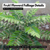 Curry Leaves / Curry Veppu (Murraya koenigii) Ornamental/Medicinal Live Plant (Home & Garden)