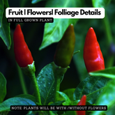 Bird's Eye Chilli / Kanthari (Capsicum annuum) Flowering/Ornamental Live Plant (Home & Garden)