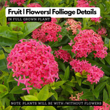 Pink Ixora / Pink Chethi (Ixora coccinea) Flowering/Ornamental Live Plant (Home & Garden)