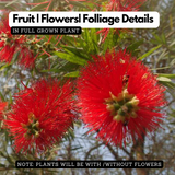 Bottle Brush (Callistemon Citrinus) Flowering/Ornamental Live Plant (Home & Garden)