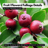 Strawberry Guava / Red Guava (Psidium cattleianum) Fruit Live Plant (Home & Garden)