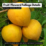 Egg Fruit / Muttapazham / Canistel (Pouteria campechiana) Fruit Live Plant (Home & Garden)
