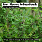 Tulsi Plant / Holy Basil (Ocimum tenuiflorum) Ornamental/Medicinal/ Live Plant (Home & Garden)