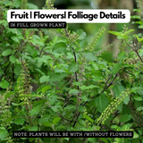 Tulsi Plant / Holy Basil (Ocimum tenuiflorum) Ornamental/Medicinal/ Live Plant (Home & Garden)