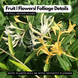 Japanese Honey Suckle - (Lonicera japonica -White Honeysuckle) Flowering | Ornamental| Medicinal Creeper Live Plant (Home & Garden)