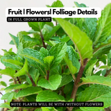 Pudina / Common Mint (Mentha spicata) Ornamental/Medicinal Live Plant (Home & Garden)