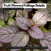 Murikootti | Muriyan Pacha | Red-Flame Ivy (Hemigraphis colorata) Ornamental/Medicinal Live Plant (Home & Garden)