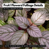 Murikootti | Muriyan Pacha | Red-Flame Ivy (Hemigraphis colorata) Ornamental/Medicinal Live Plant (Home & Garden)