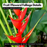 Heliconia Wagneriana (genus Heliconia) Flowering/Ornamental Live Plant (Home & Garden)