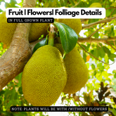Thenvarikka Jackfruit (artocarpus heterophyllus) Fruit Live Plant (Home & Garden)