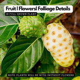 Noni Fruit / Indian mulberry (Morinda citrifolia) Fruit/Medicinal Live Plant (Home & Garden)