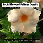 Allamanda Biscuit / Common Trumpet Vine (Allamanda cathartica) Flowering/Ornamental Live Plant (Home & Garden)