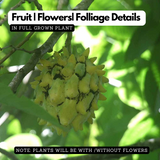 Rollinia Fruit / Biribǭ (Annona mucosa) Fruit Live Plant (Home & Garden)