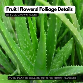 Aloe Vera / Kattarvazha (Aloe vera) Ornamental/Medicinal/ Live Plant (Home & Garden)