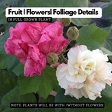 Changing Rose (Hibiscus mutabilis) Flowering/Ornamental Live Plant (Home & Garden)