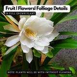 Nishagandhi / Brahma Kamal / Queen of the Night (Epiphyllum oxypetalum) Flowering/Ornamental Live Plant (Home & Garden)