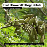 Pathimugam / Biancaea Sappan / Sappanwood (Caesalpinia Sappan) Flowering/Ornamental/Medicinal/ Live Plant (Home & Garden)