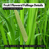 Vayambu / Sweet Flag / Vasambu (Acorus calamus) Medicinal Live Plant (Home & Garden)