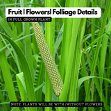 Vayambu / Sweet Flag / Vasambu (Acorus calamus) Medicinal Live Plant (Home & Garden)