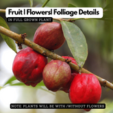 Mahkota Dewa / God's Crown (Seedling) Fruit Plant (Phaleria macrocarpa) Fruit/Medicinal Live Plant (Home & Garden)