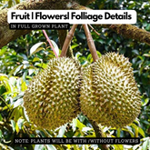 Durian Grafted (Durio) Fruit Live Plant (Home & Garden)