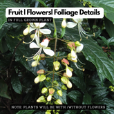 Light Bulbs | Chains Of Glory | Wallich's Glorybower | Bridal Veil (Clerodendrum wallichii) Flowering/Ornamental Live Plant (Home & Garden)