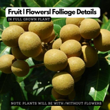 Longan Fruit / Dragon's Eye (Dimocarpus longan) Fruit Live Plant (Home & Garden)