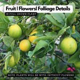 Lemon / Cherunaranga (Citrus limon) Fruit/Ornamental Live Plant (Home & Garden)