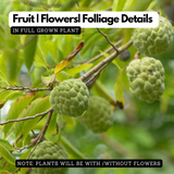 Seethapazham / Custard Apple (Annona reticulata) Fruit Live Plant (Home & Garden)