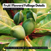 Badam Tree / Indian Almond Tree (Terminalia catappa) Fruit/Ornamental Live Plant (Home & Garden)