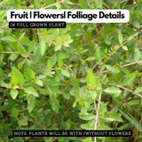 Henna Plant / Mylanchi (Lawsonia inermis) Ornamental Live Plant (Home & Garden)