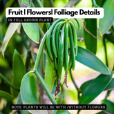 Vanilla Plant (Vanilla planifolia) Ornamental/Medicinal Live Plant (Home & Garden)
