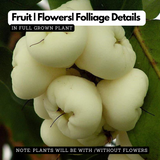 White Chamba / White Java Apple (Syzygium samarangense) Fruit Live Plant (Home & Garden)