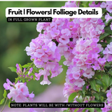 Garlic Vine - ( Mansoa alliacea )Flowering/Ornamental/Medicinal/ Creeper Live Plant (Home & Garden)