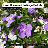 Yesterday Today and Tomorrow Plant / Sunday Monday (Brunfelsia pauciflora) Flowering/Ornamental Live Plant (Home & Garden)