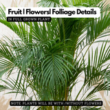 Areca Palm (Dypsis lutescens) Ornamental Live Plant (Home & Garden)