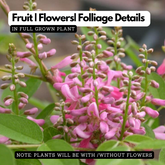 Neelamari | The Indigo Plant (Indigofera Tinctoria) Flowering/Ornamental/Medicinal Live Plant (Home & Garden)