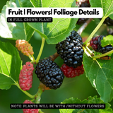 Mulberry (Morus alba) Fruit/Ornamental Live Plant (Home & Garden)