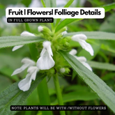 Thumba Plant (Leucas aspera) Flowering/Ornamental/Medicinal Live Plant (Home & Garden)