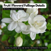 White Arabic Jasmine / Kutti Mulla (Jasminum) Flowering/Ornamental Live Plant (Home & Garden)