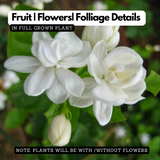White Arabic Jasmine / Kutti Mulla (Jasminum) Flowering/Ornamental Live Plant (Home & Garden)