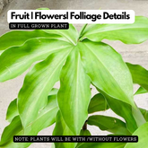 Insulin Plant (Chamaecostus cuspidatus) Flowering/Medicinal Live Plant (Home & Garden)