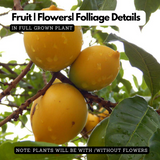 Abiu ( Pouteria Caimito ) Fruit Live Plant (Home & Garden)