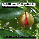 Nutmeg / Jaathi (Bud) ( Myristica fragrans ) Fruit/Medicinal Live Plant (Home & Garden)